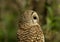 Barred owl in profile in Florida