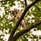 Barred Owl rained on