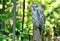 Barred owl resting on a perch with a blurry background.