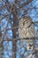 Barred Owl resting in tree