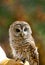 Barred owl rests on a handlers gloved hand