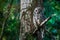 Barred owl at Saint Edwards Park