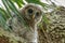 Barred Owl Sarasota Florida