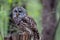 Barred Owl Sits Outdoors In Its Natural Environment