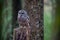 Barred Owl Sits Outdoors In Its Natural Environment