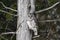 Barred Owl sits perched in a cedar tree