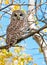Barred Owl sitting on a branch. British Columbia, Canada