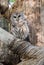 Barred Owl sitting in a dead tree in Georgia