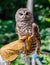 Barred owl sitting on a gloved hand