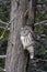 Barred Owl sleeping on a branch