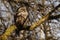 A Barred Owl sleeping on a branch in the sun