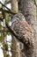 Barred Owl Sleeping in a Tree