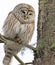 Barred Owl standing on a fir tree branch