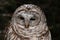 A barred owl is standing in a snow