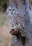 Barred Owl standing on a tree branch in the forest