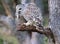 Barred Owl standing on a tree branch in the forest eating a mouse,