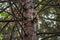 A barred owl stares back curiously from a cedar tree