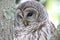 Barred Owl Strix varia