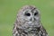 Barred Owl (Strix varia)