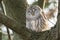 Barred Owl - Strix varia