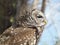 Barred Owl Strix varia