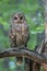 Barred Owl Strix varia