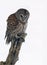 Barred Owl (Strix varia)