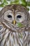 Barred owl (Strix varia)