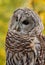 Barred Owl (Strix varia)