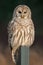 Barred Owl - Strix varia