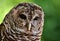 Barred Owl (Strix varia)