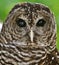 Barred Owl (Strix varia)