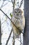 Barred owl (Strix Varia) on a branch perched on a branch