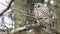 A Barred Owl, Strix varia, looks back