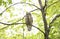 A Barred owl Strix varia perched on a branch with a freshly caught red squirrel in Spring