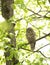 A Barred owl Strix varia perched on a branch in the spring forest hunts for a meal in Canada