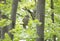 A Barred owl Strix varia perched on a branch in the spring forest hunts for a meal in Canada