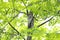 A Barred owl Strix varia perched on a branch in the spring forest hunts for a meal in Canada