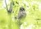 A Barred owl Strix varia perched on a branch in the spring forest hunts for a meal in Canada