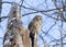 Barred owl (Strix varia) perched on an old tree stump in winter in Canada