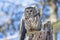 Barred owl (Strix varia) perched on an old tree stump in winter in Canada