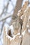 A Barred owl (Strix varia) perched on a snow covered tree stump in winter in Canada