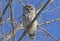 A Barred owl Strix varia perched at sunset on a branch hunting for a meal in winter in Canada