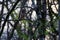 Barred Owl, Strix Varia, perched on a tree limb in Bald Knob Federal Wildlife Reserve, in Bald Knob, Arkansas in the early spring.