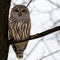 Barred Owl Strix varia perched on a tree limb during a snow storm looking for prey. Selective focus, background blur and foregro