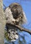 Barred Owl (Strix varia) Preening