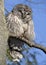 Barred Owl (Strix varia) Preening