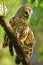 Barred owl (Strix varia) stretching its wing