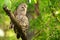 Barred owl (Strix varia) stretching its wing