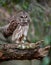 Barred Owl on the Tree